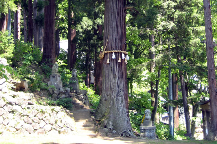 湯沢神社の大杉